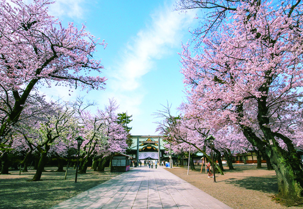 画像：3・4月靖國神社の桜